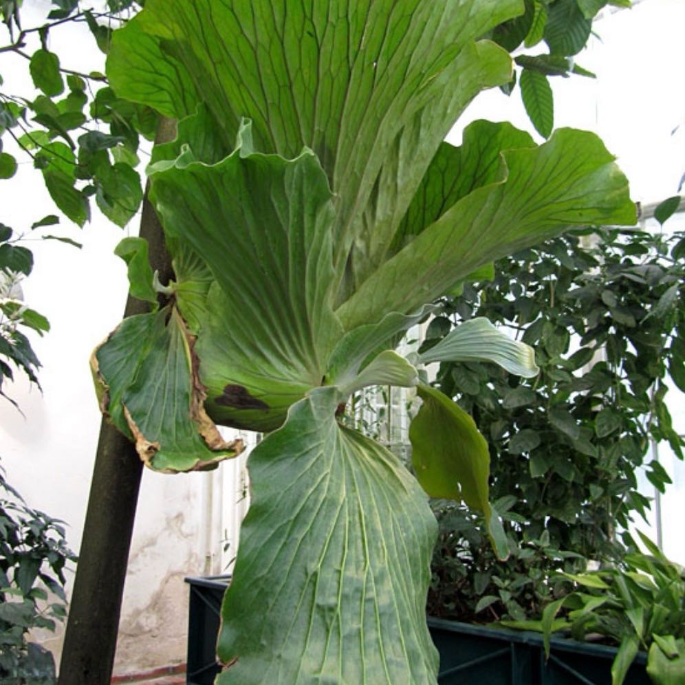 Photo of the plant species Elephant Staghorn Fern by @Idplantthat named Pax on Greg, the plant care app