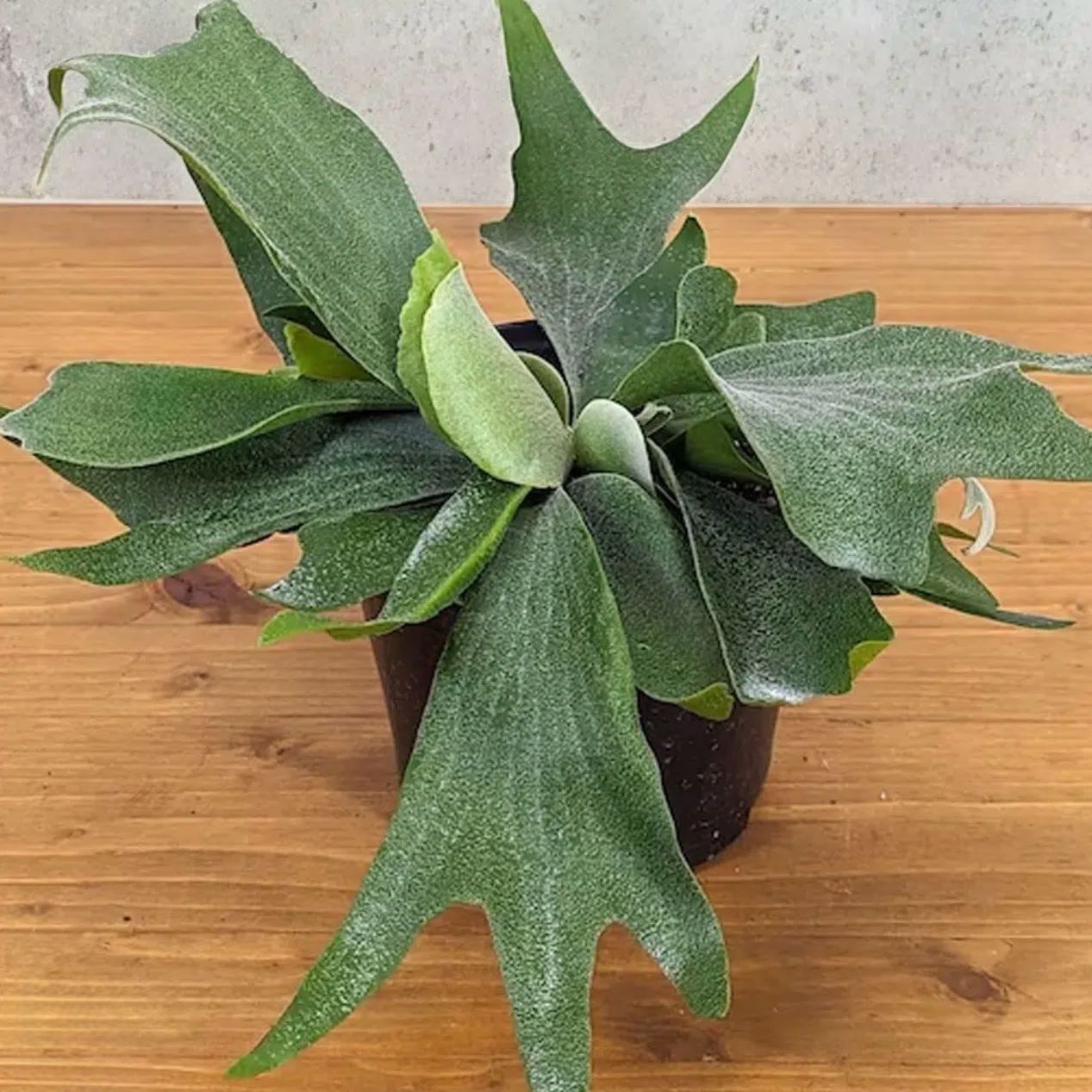 Photo of the plant species Dutch Staghorn Fern by @Idplantthat named Stella on Greg, the plant care app