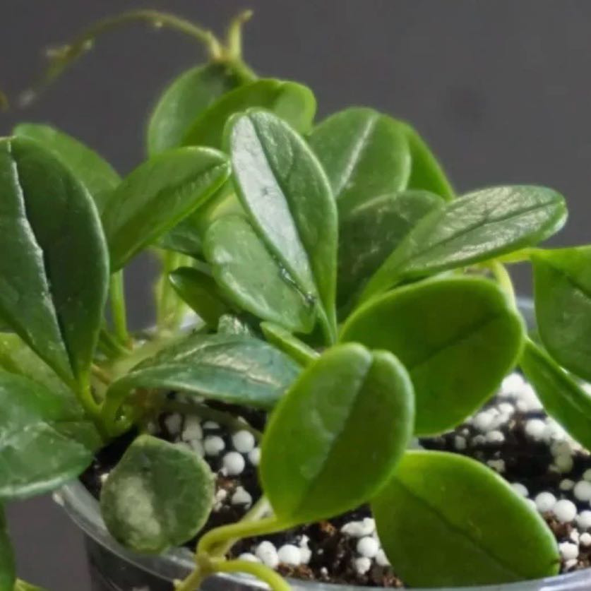 Photo of the plant species Hoya parviflora by @Idplantthat named Nemo on Greg, the plant care app
