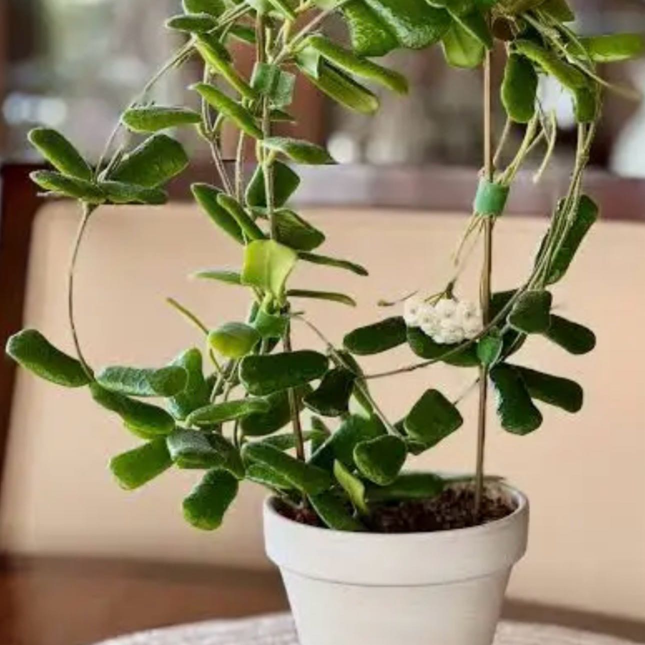 Photo of the plant species Hoya rotundiflora by @Idplantthat named Madonna on Greg, the plant care app