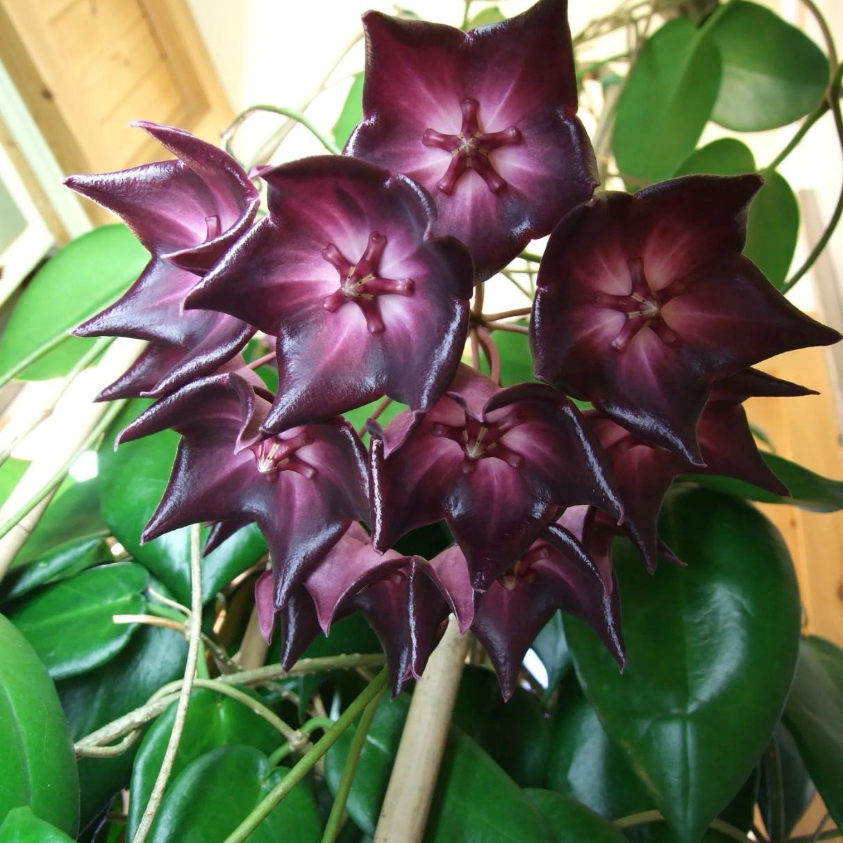 Photo of the plant species Hoya Macgillivrayi by @Idplantthat named James Dean on Greg, the plant care app