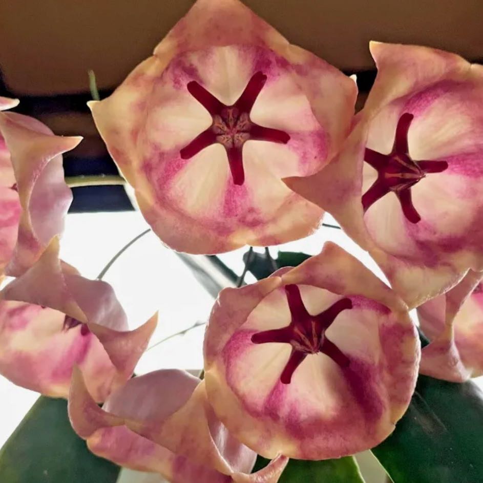 Photo of the plant species Pink Archboldiana Hoya by @Idplantthat named Bieber on Greg, the plant care app