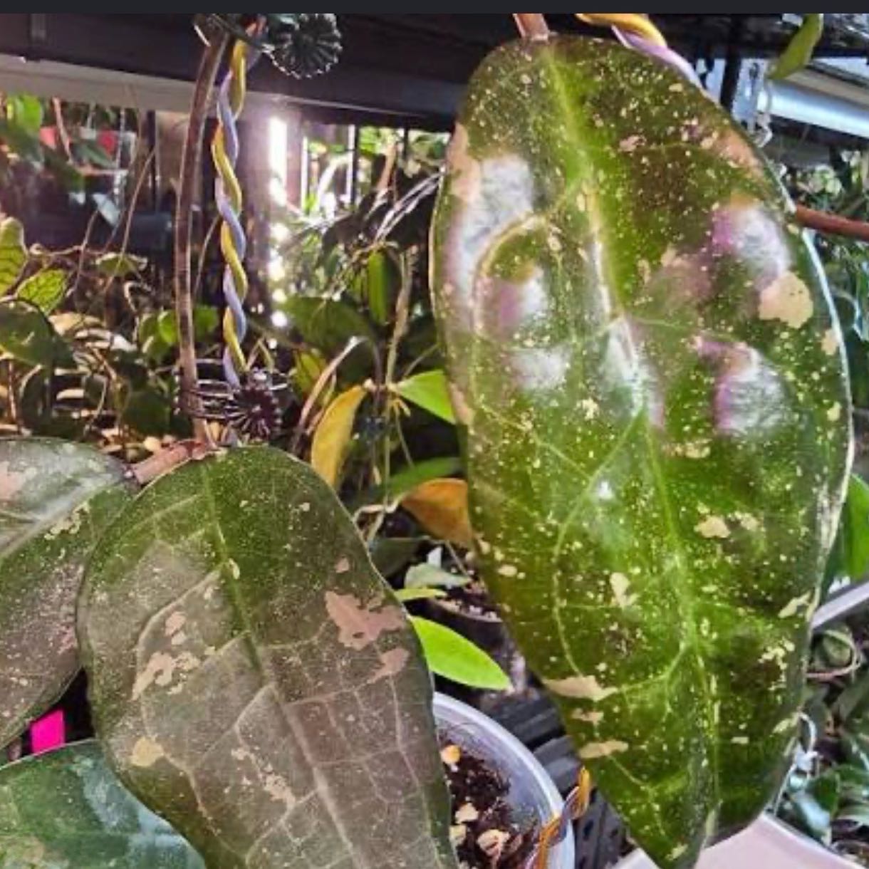Photo of the plant species Hoya verticillata by @Idplantthat named Madonna on Greg, the plant care app