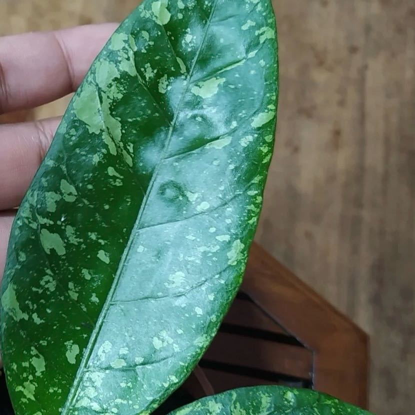 Photo of the plant species Hoya meredithii by @Idplantthat named Emerson on Greg, the plant care app