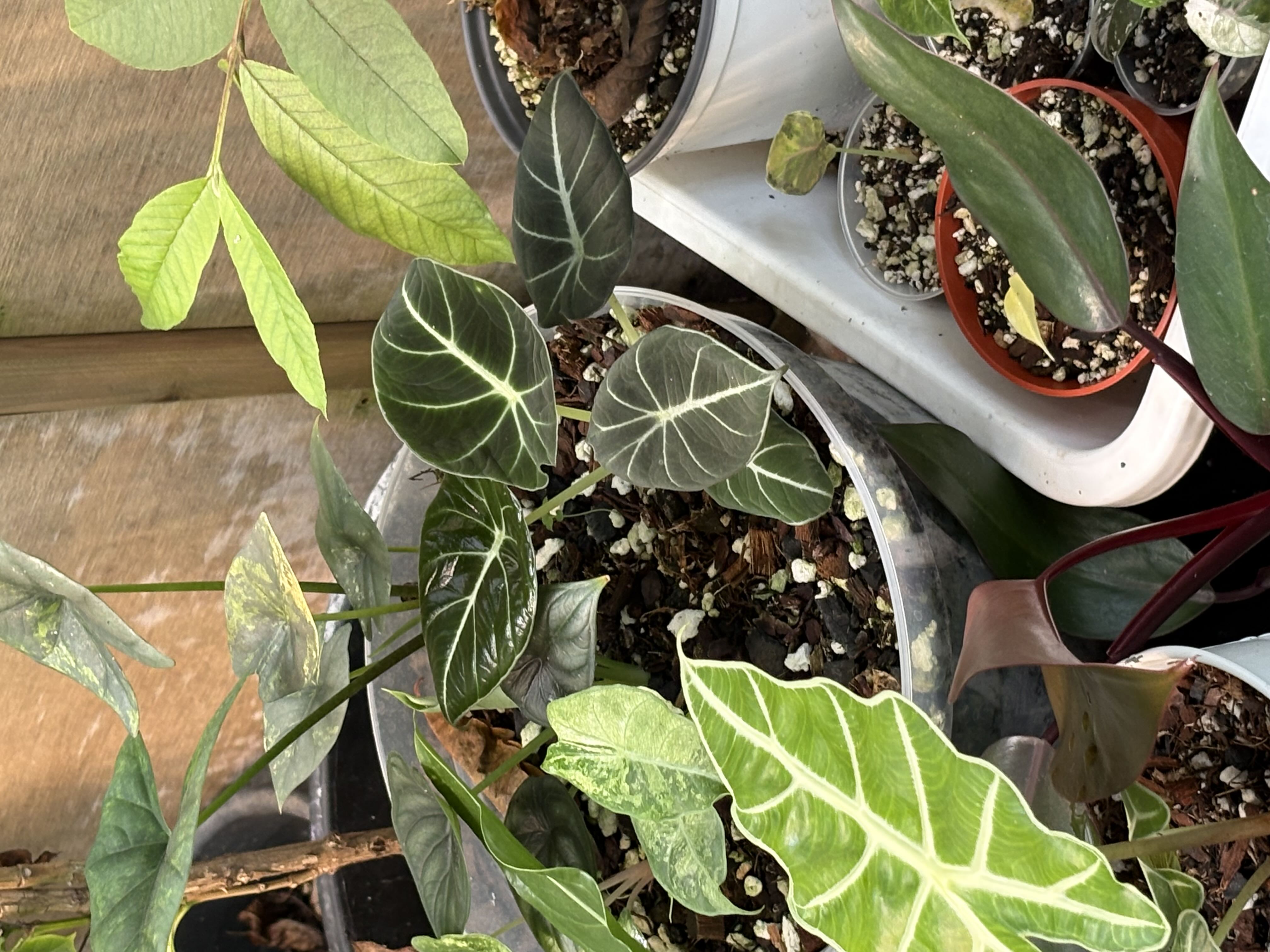 Photo from the post