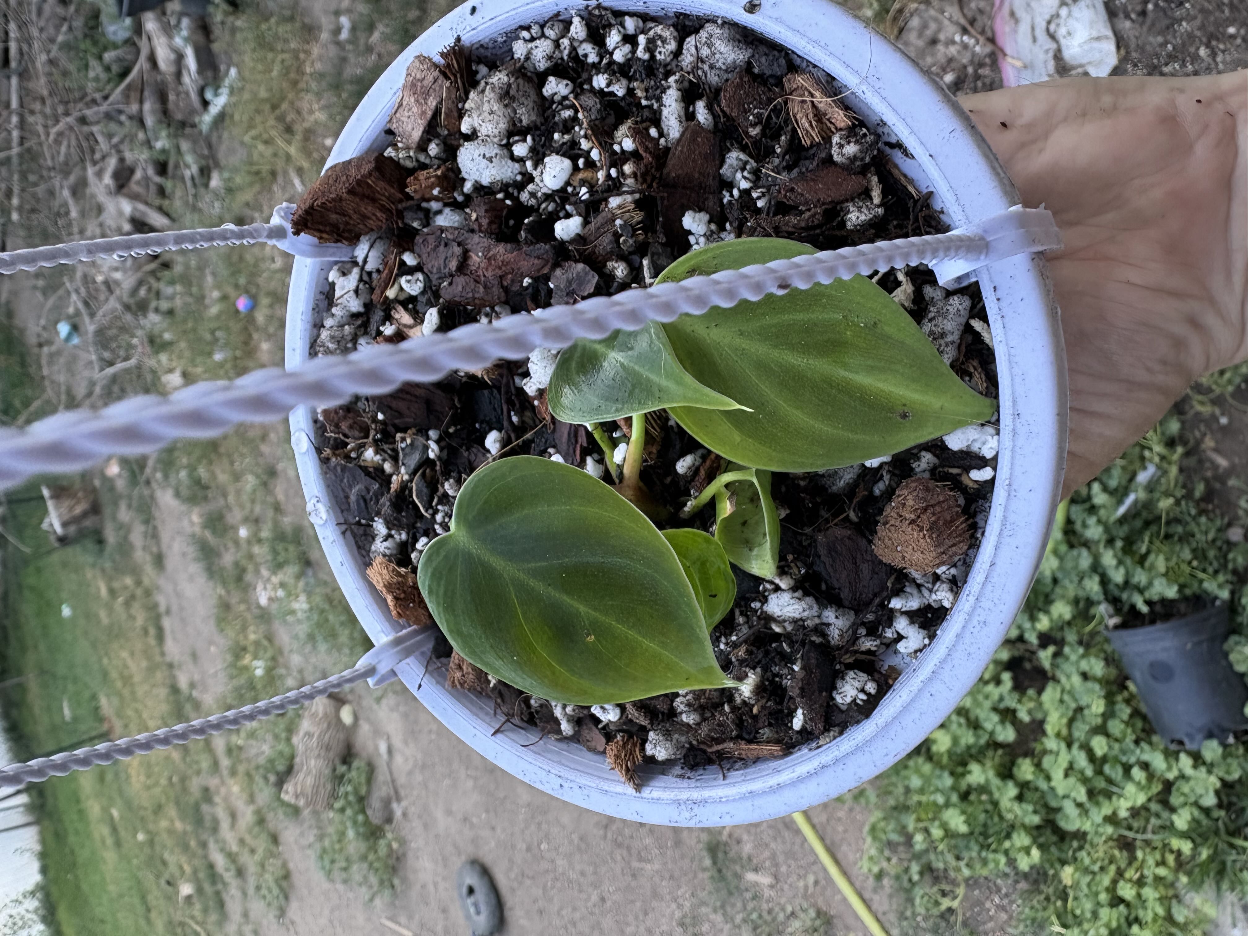 Photo from the post