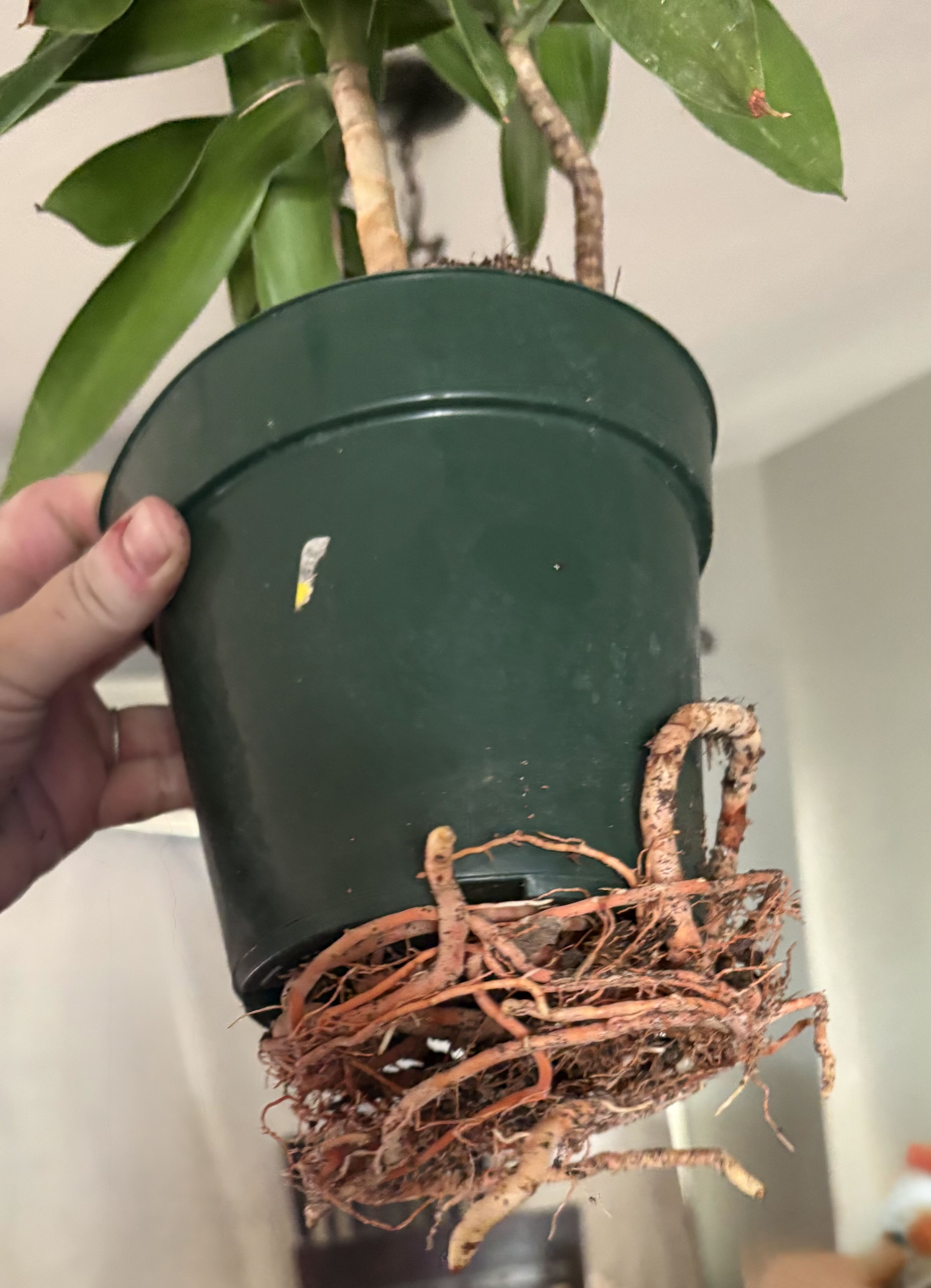 Photo from the post