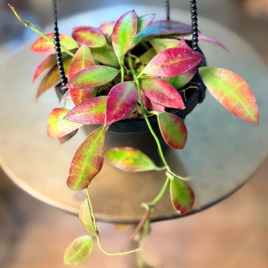 Photo of the plant species Hoya walliniana 'Variegated' by @Idplantthat named Naomi on Greg, the plant care app