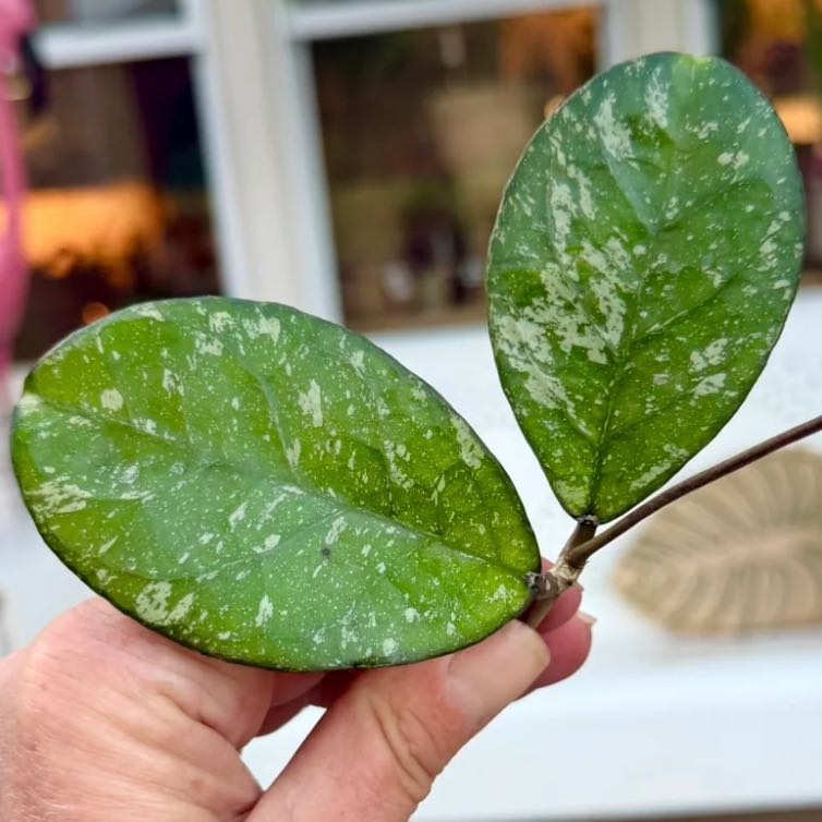 Photo of the plant species Hoya Meena by @Idplantthat named Mollie on Greg, the plant care app
