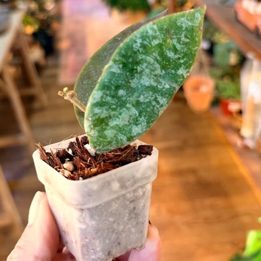 Photo of the plant species Hoya caudata Sumatra by @Idplantthat named Messi on Greg, the plant care app