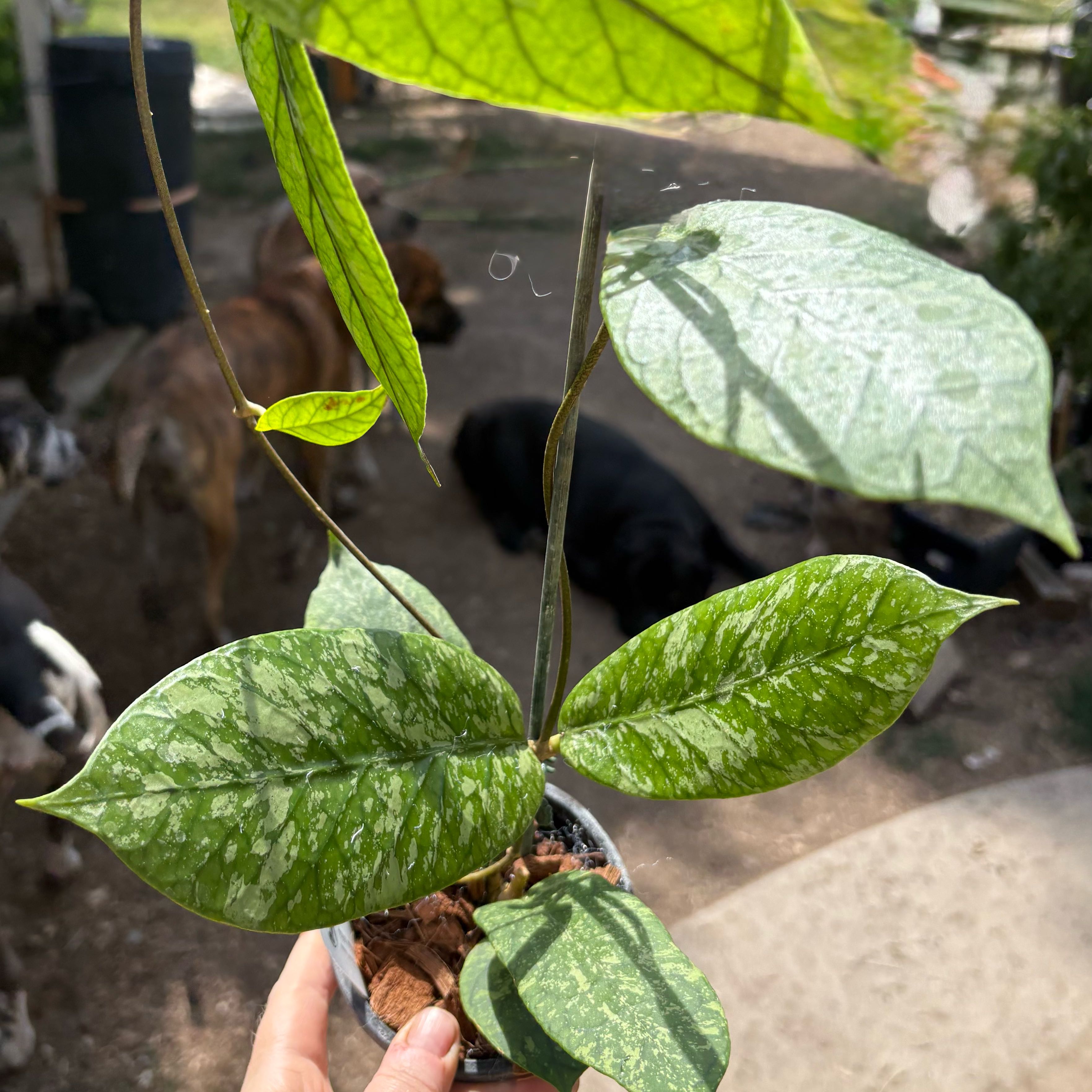 Photo of the plant species Hoya meredithii by @Idplantthat named Orwell on Greg, the plant care app