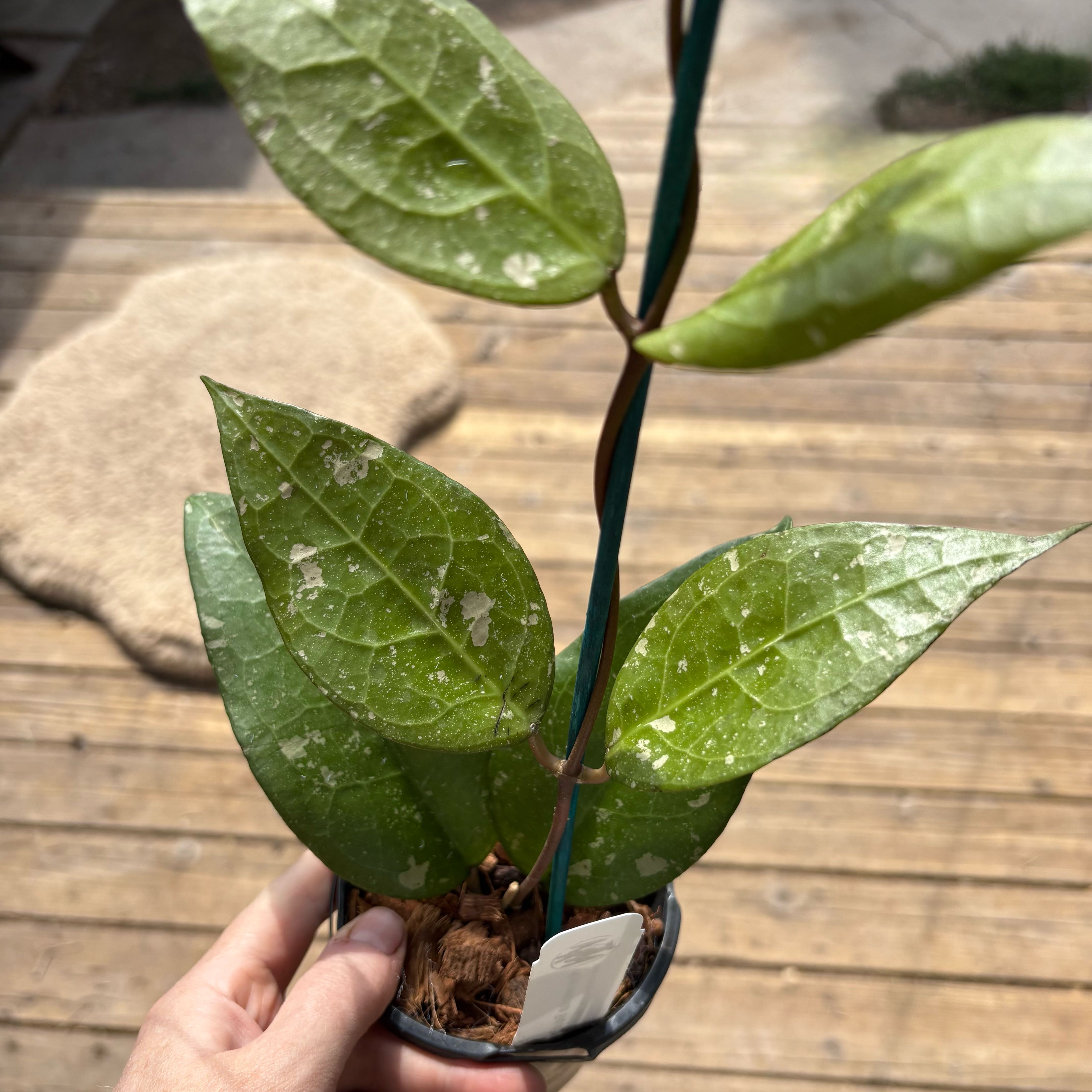 Photo of the plant species Hoya Verticillata Bird Of Paradise by @Idplantthat named Spike Leaves on Greg, the plant care app