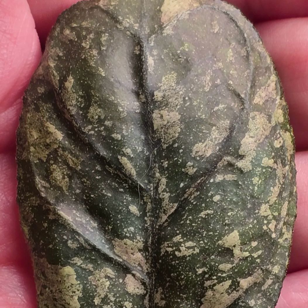 Photo of the plant species Flecked-Leaf Hoya by @Idplantthat named Muhammad Ali on Greg, the plant care app