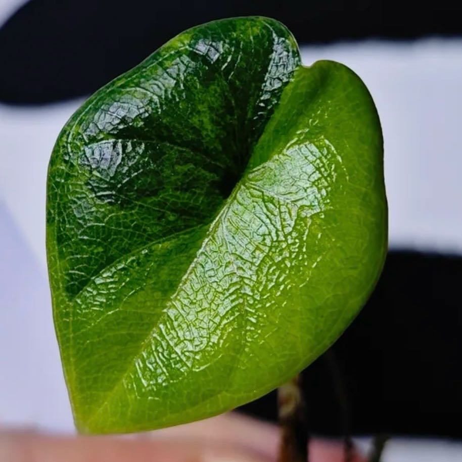 Photo of the plant species Aurea Melo Alocasia by @Idplantthat named Surya on Greg, the plant care app