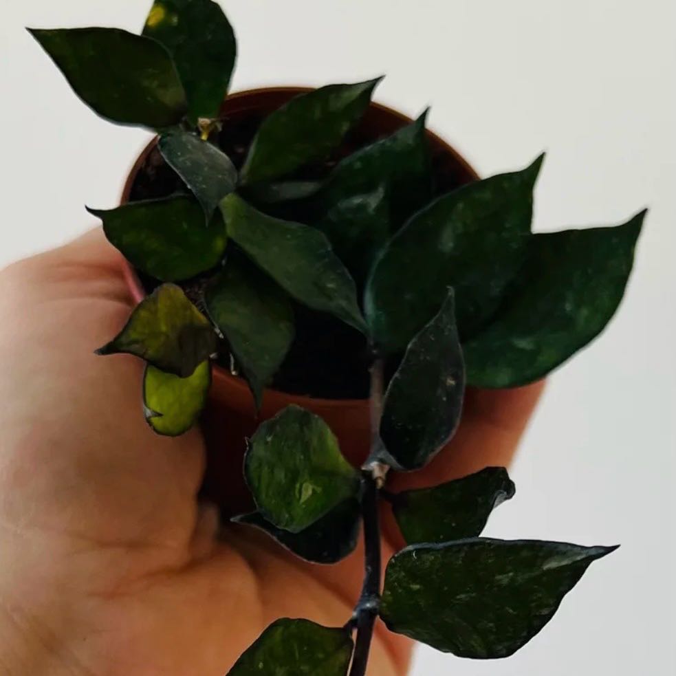 Photo of the plant species Hoya krohniana black by @Idplantthat named Mollie on Greg, the plant care app