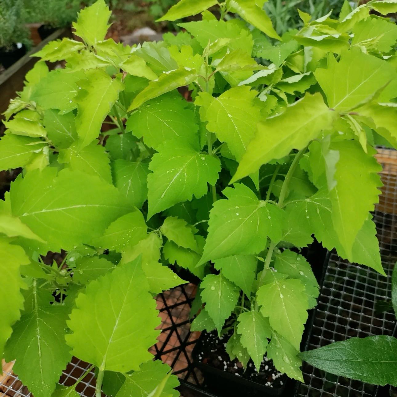 Photo of the plant species Pheasants Eye by @Idplantthat named Kardashian on Greg, the plant care app