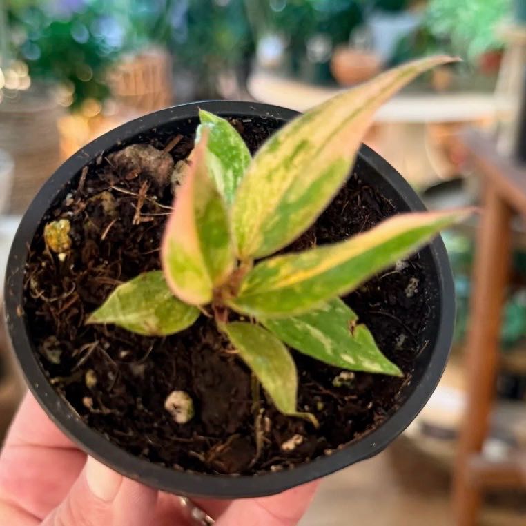 Photo of the plant species Caramel Marble Fire Tiger Philodendron by @Idplantthat named Aria on Greg, the plant care app