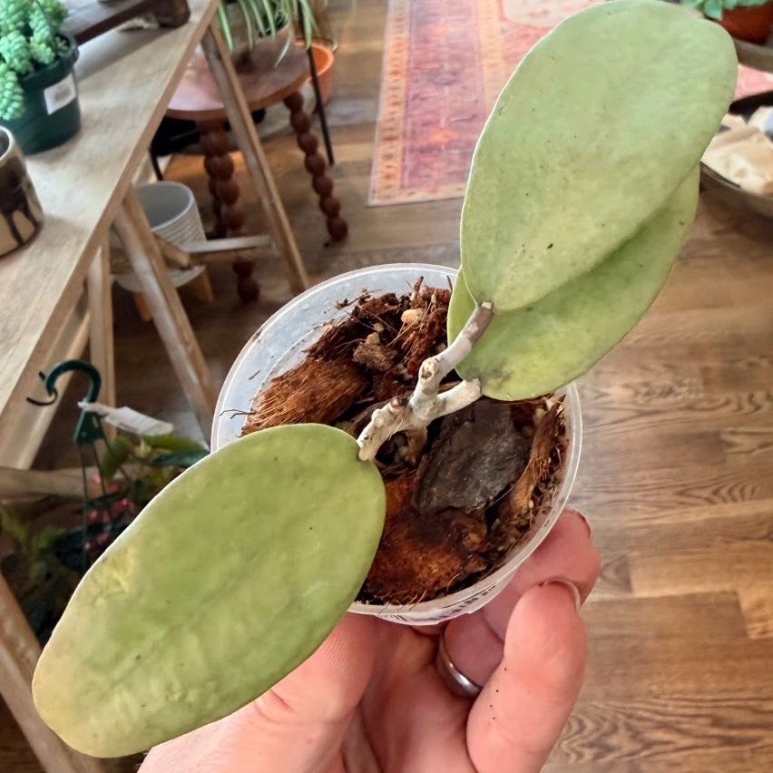 Photo of the plant species Hoya Menak Sopal by @Idplantthat named Plato on Greg, the plant care app