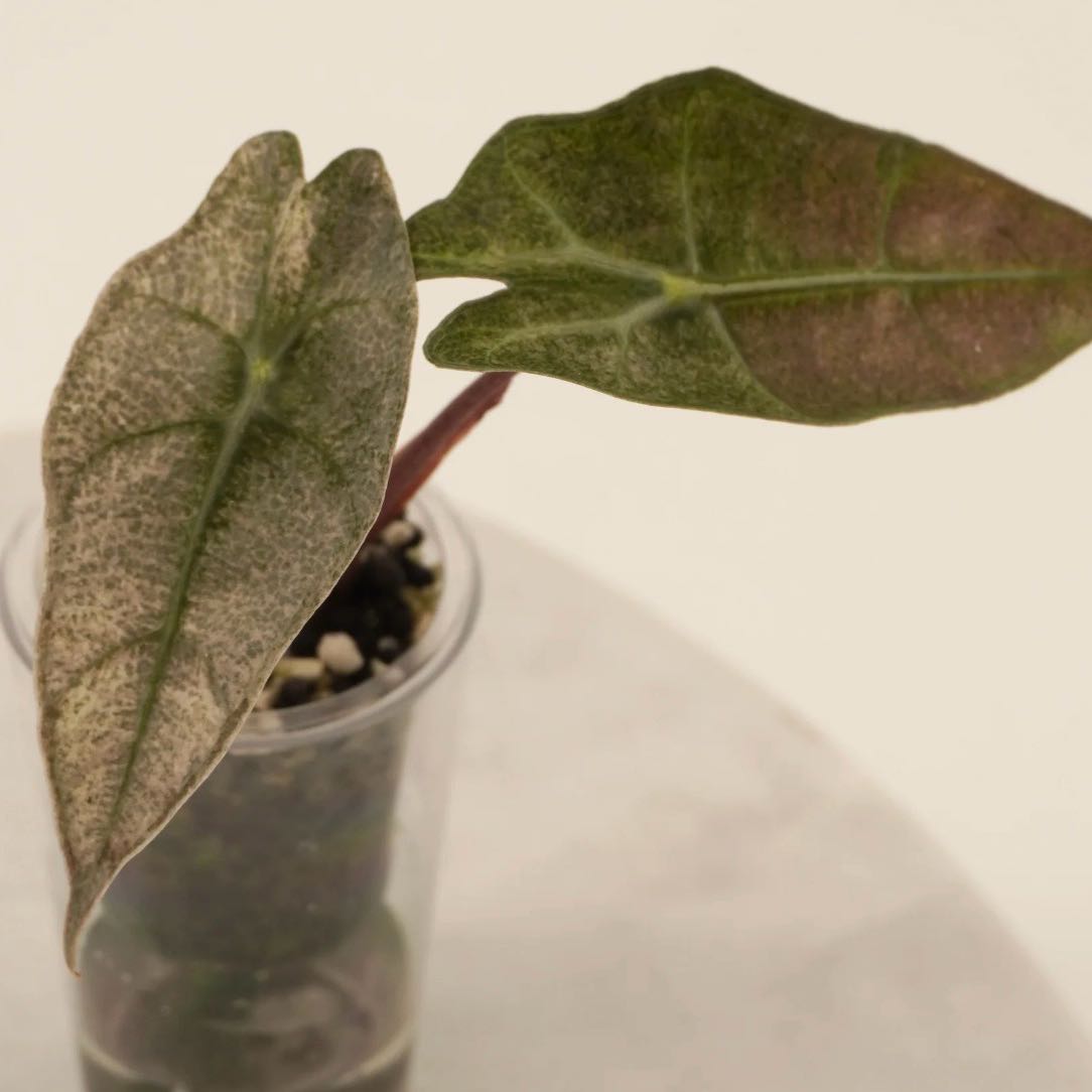 Photo of the plant species Pink polly ghost by @Idplantthat named Walt on Greg, the plant care app