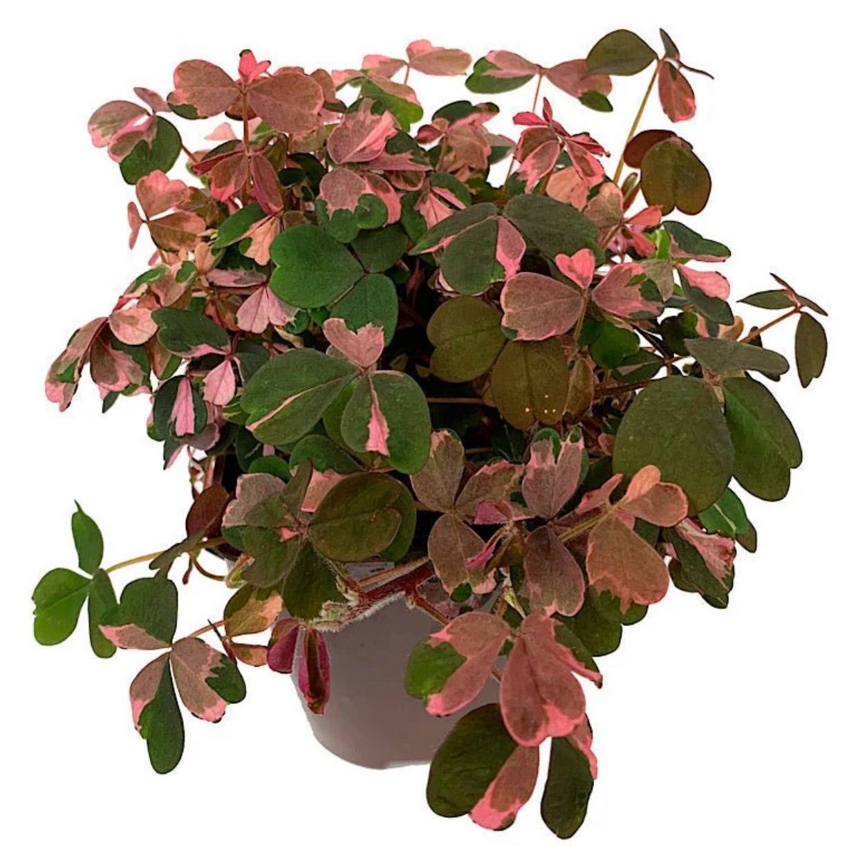Photo of the plant species Oxalis 'Plum Crazy' by @Idplantthat named Bigleef Smalls on Greg, the plant care app