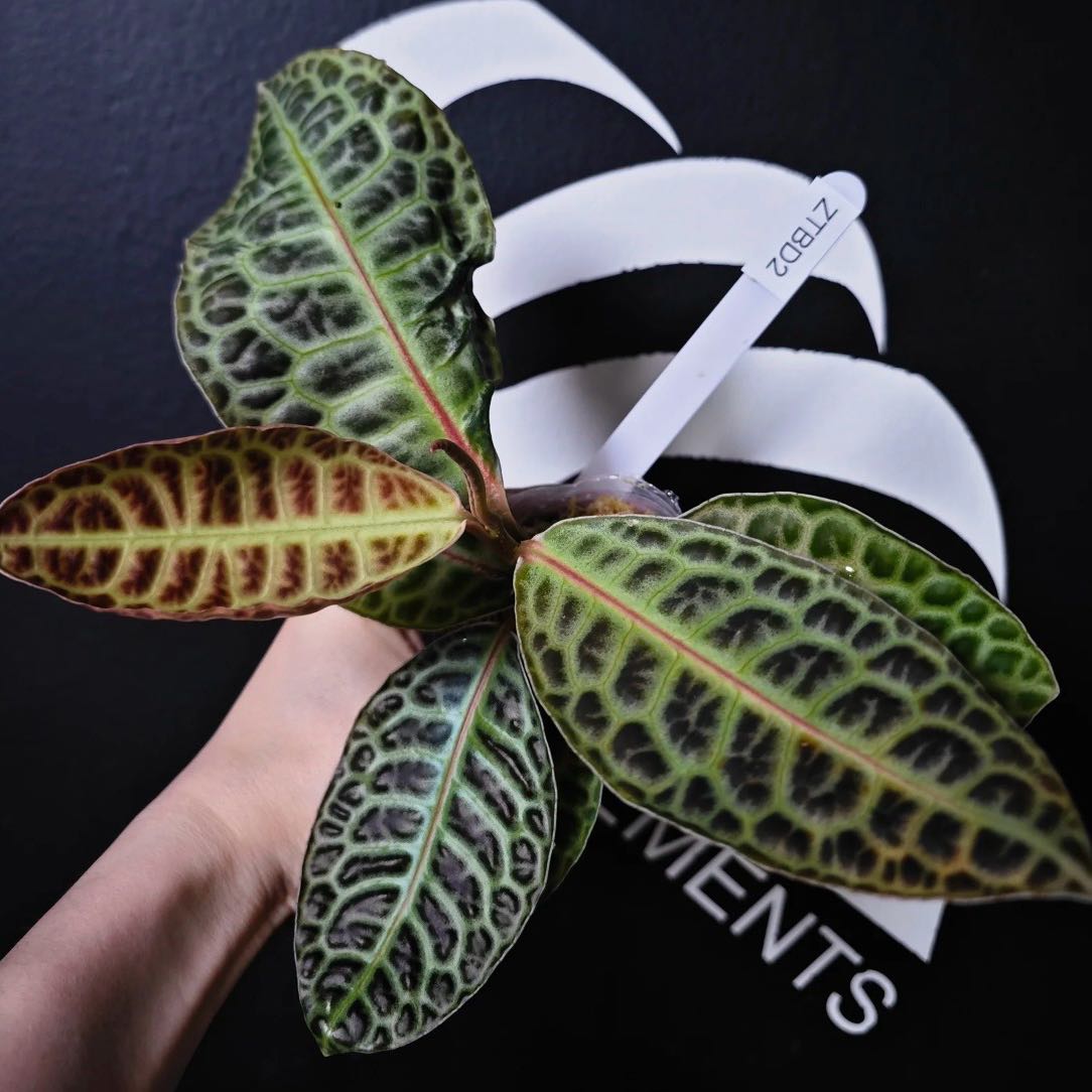 Photo of the plant species Labisia Turtle Back by @Idplantthat named Michelle Branch on Greg, the plant care app