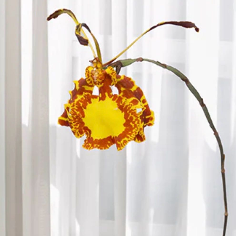 Photo of the plant species Psychopsis mendenhall 'Hildos' by @Idplantthat named Hemingway on Greg, the plant care app