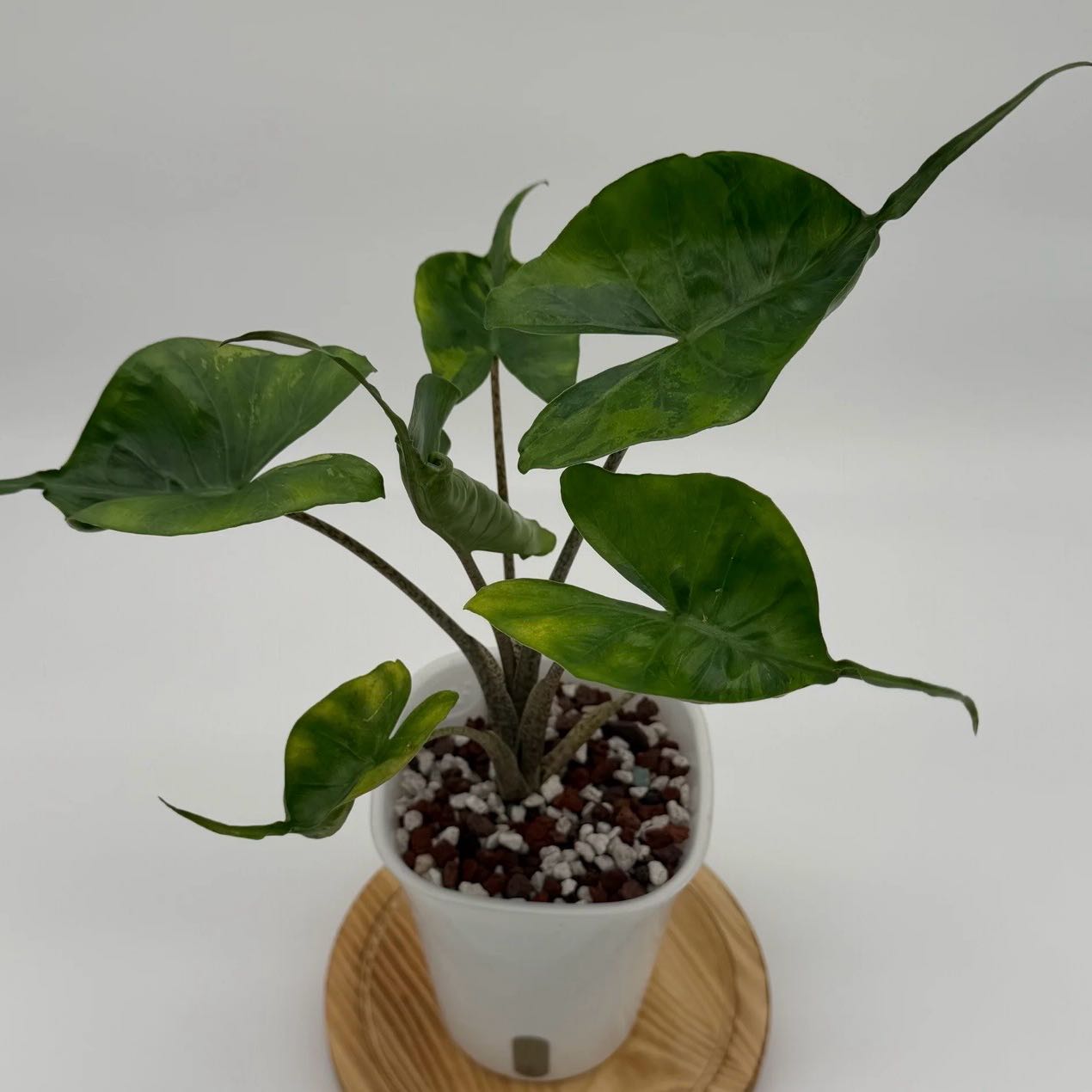 Photo of the plant species Aurea Stingray Alocasia by @Idplantthat named Emerson on Greg, the plant care app