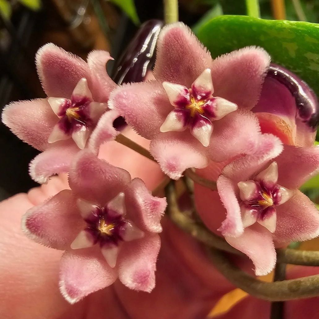 Photo of the plant species Hoya Minibelle by @Idplantthat named Morgan Treeman on Greg, the plant care app