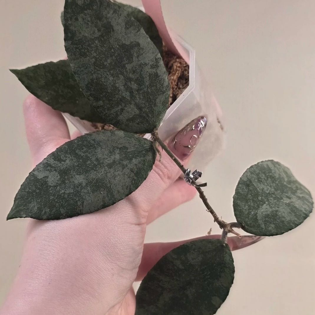 Photo of the plant species Hoya Caudata Silver by @Idplantthat named Darwin on Greg, the plant care app