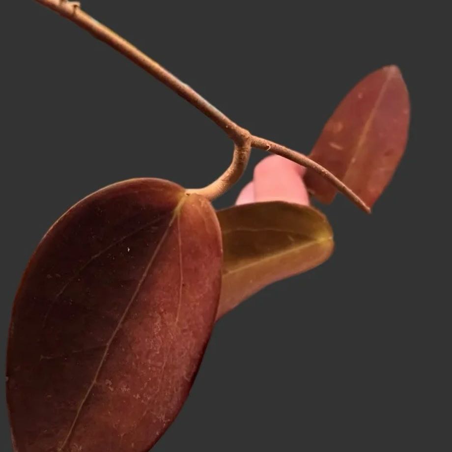 Photo of the plant species Hoya AH Black Spinel by @Idplantthat named Surya on Greg, the plant care app