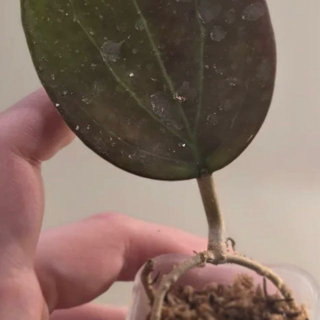 Photo of the plant species Hoya AH 'Tiger Eye' by @Idplantthat named Captain Plant-it on Greg, the plant care app