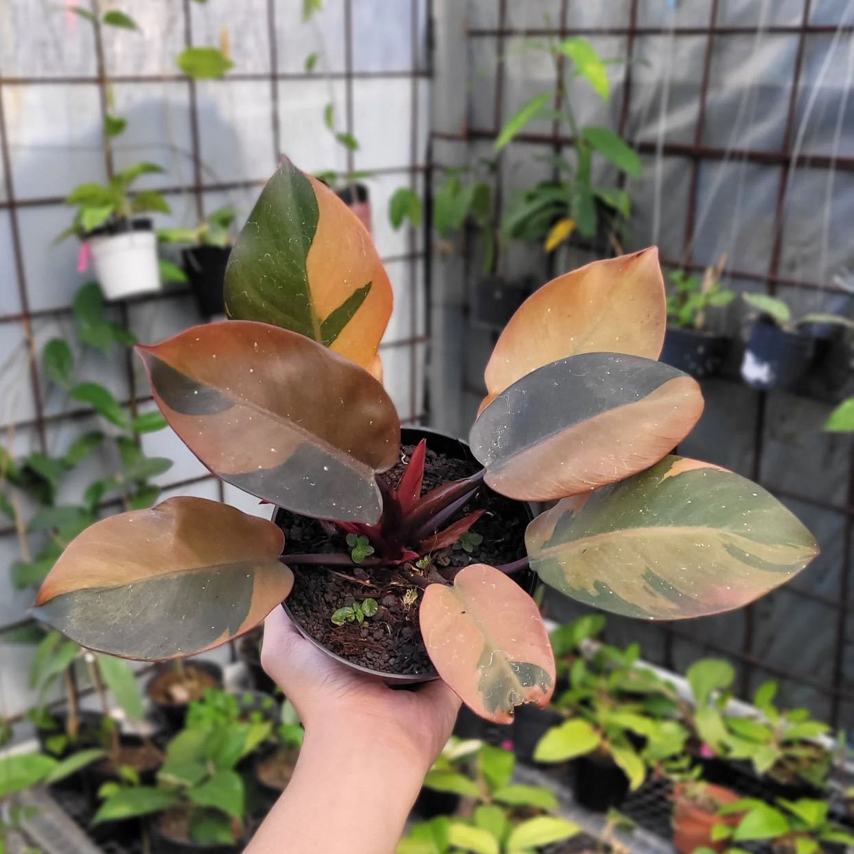 Photo of the plant species Philodendron 'Black Cardinal' Variegated by @Idplantthat named Shakira on Greg, the plant care app