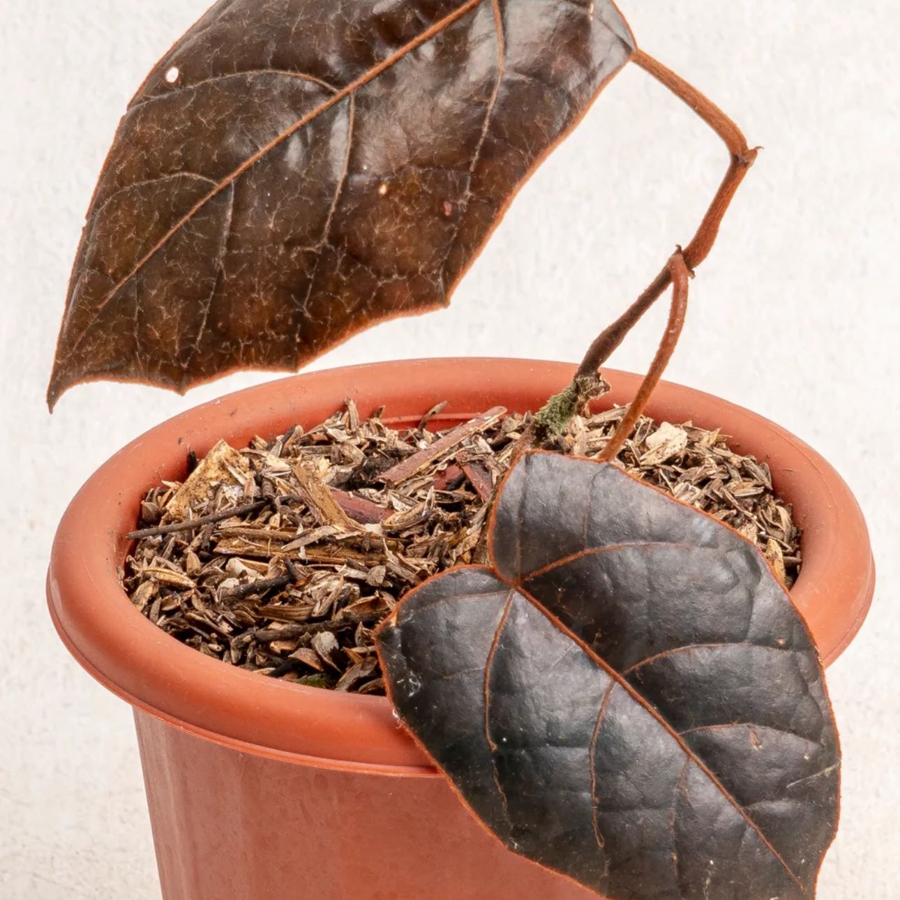 Photo of the plant species Piper batuanum by @Idplantthat named Khaleesi on Greg, the plant care app