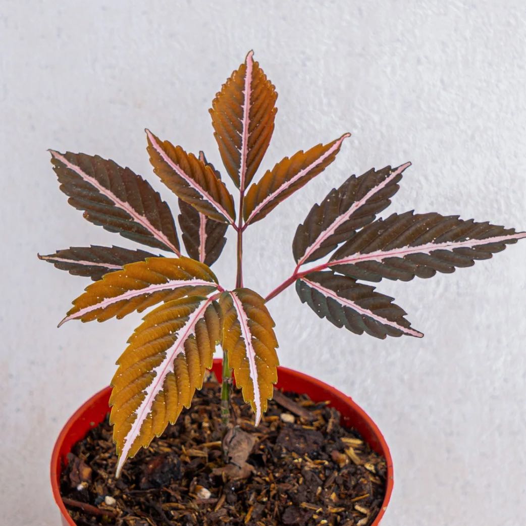 Photo of the plant species Hawaiian Holly by @Idplantthat named Nemo on Greg, the plant care app