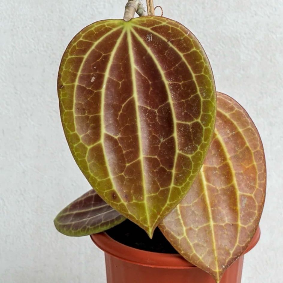 Photo of the plant species Hoya macrophylla by @Idplantthat named Harmony on Greg, the plant care app