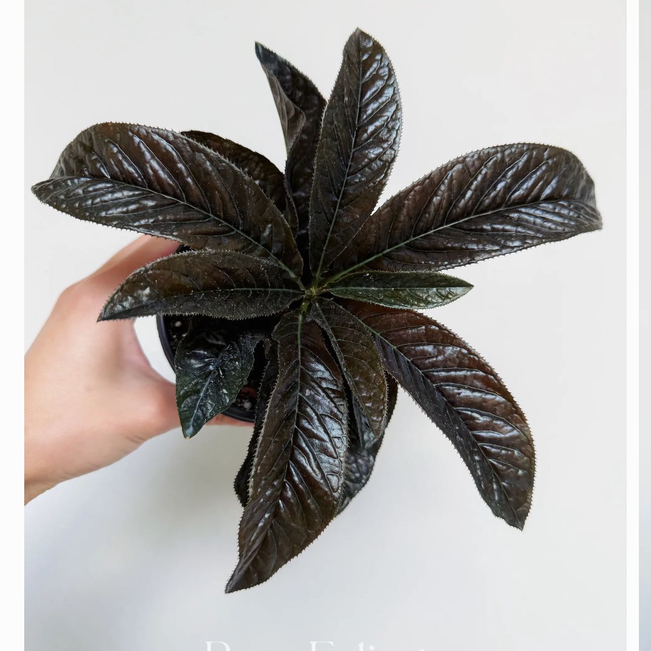 Photo of the plant species Black Ardisia by @Idplantthat named Taylor Swift on Greg, the plant care app