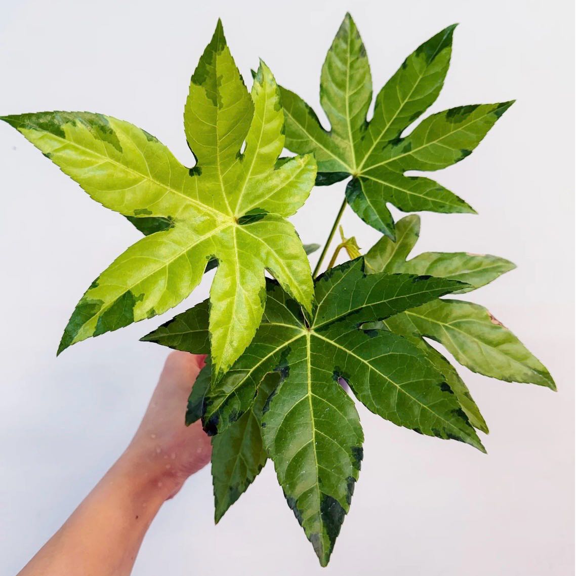 Photo of the plant species Spider Web Fatsia by @Idplantthat named Orwell on Greg, the plant care app