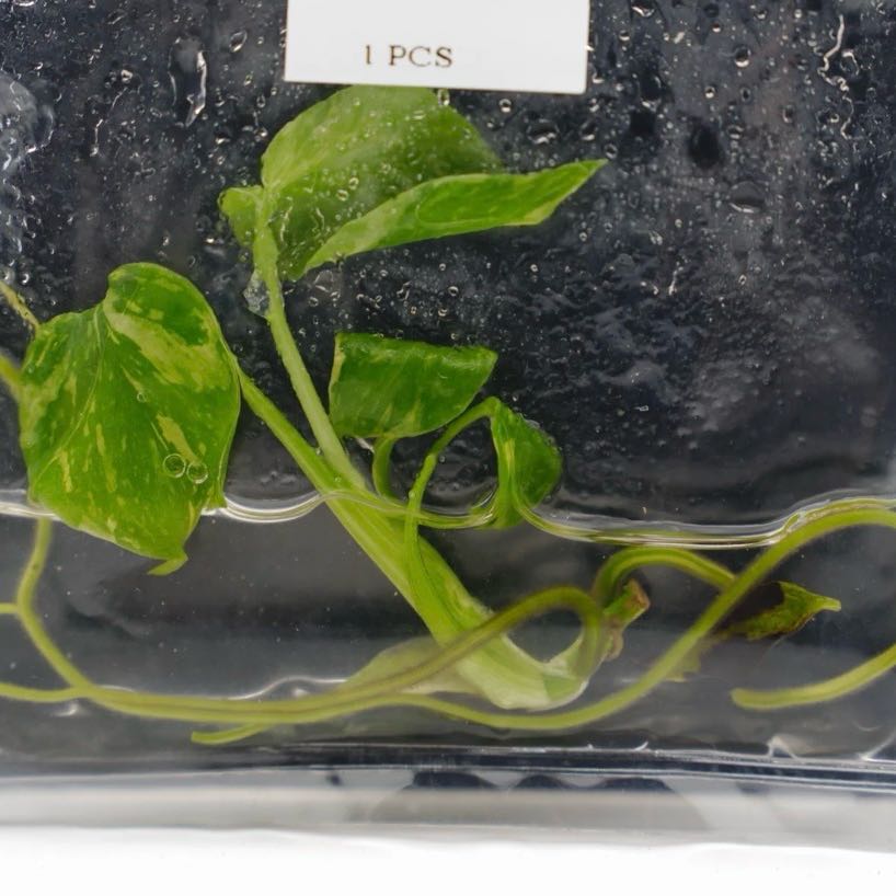 Photo of the plant species Monstera Electrolyte by @Idplantthat named Madonna on Greg, the plant care app
