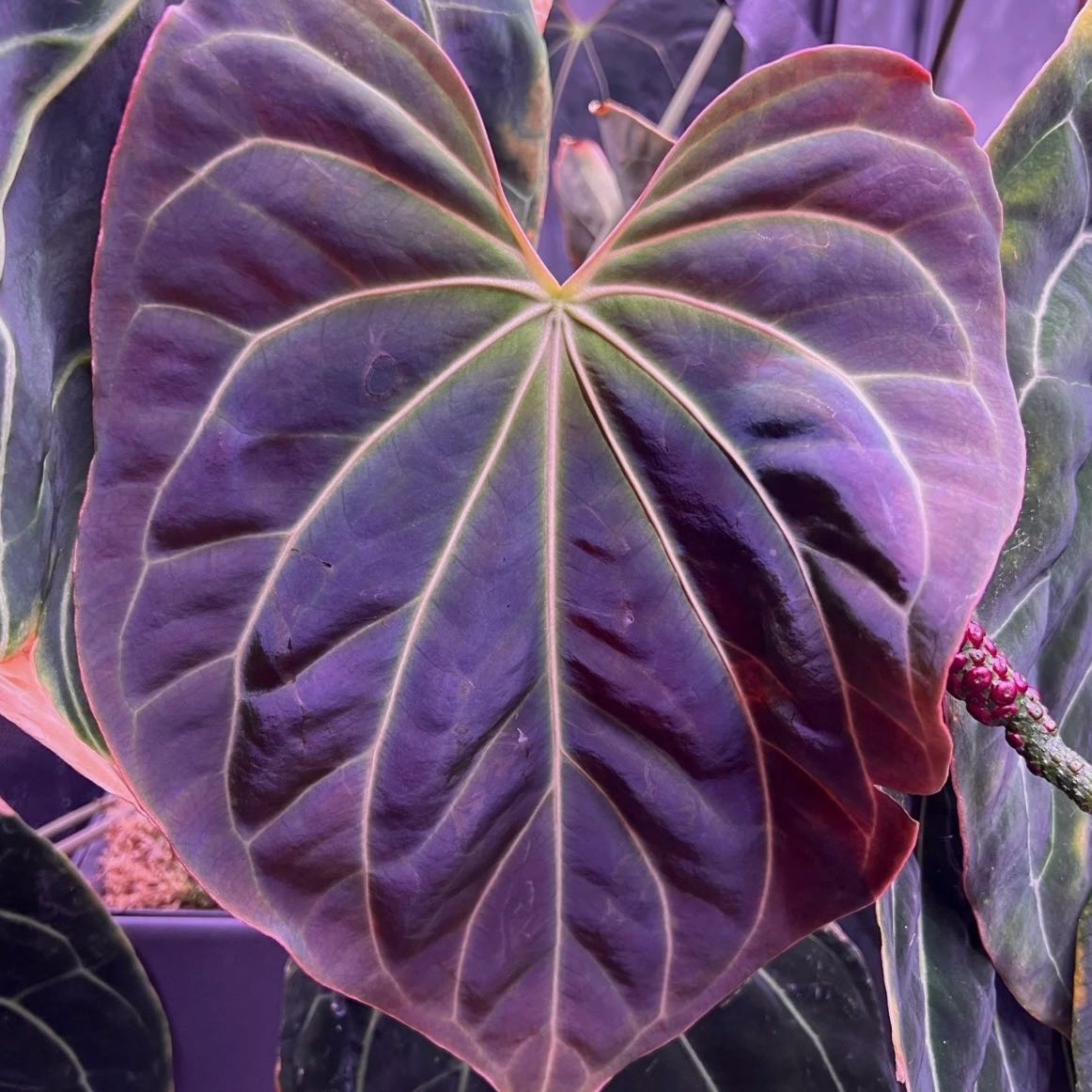 Photo of the plant species Besseae Aff Black X Spider by @Idplantthat named Kendall on Greg, the plant care app