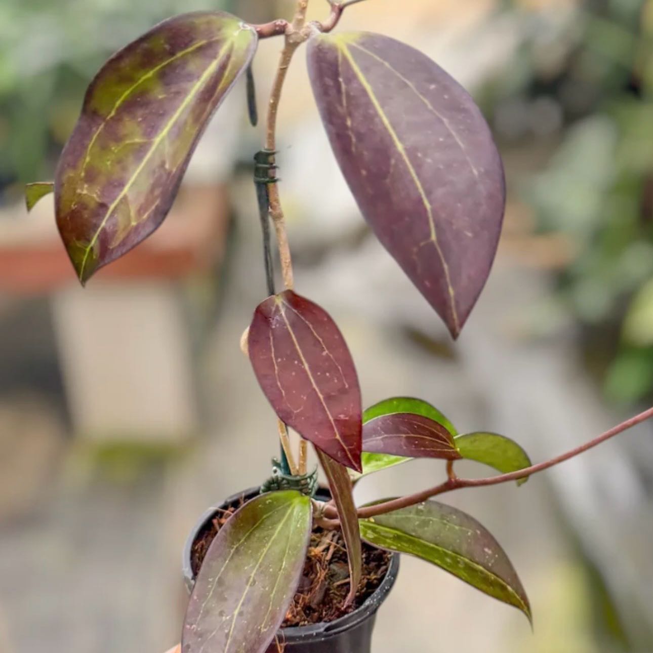 Photo of the plant species Hoya Black Baabel by @Idplantthat named Peter Parker on Greg, the plant care app