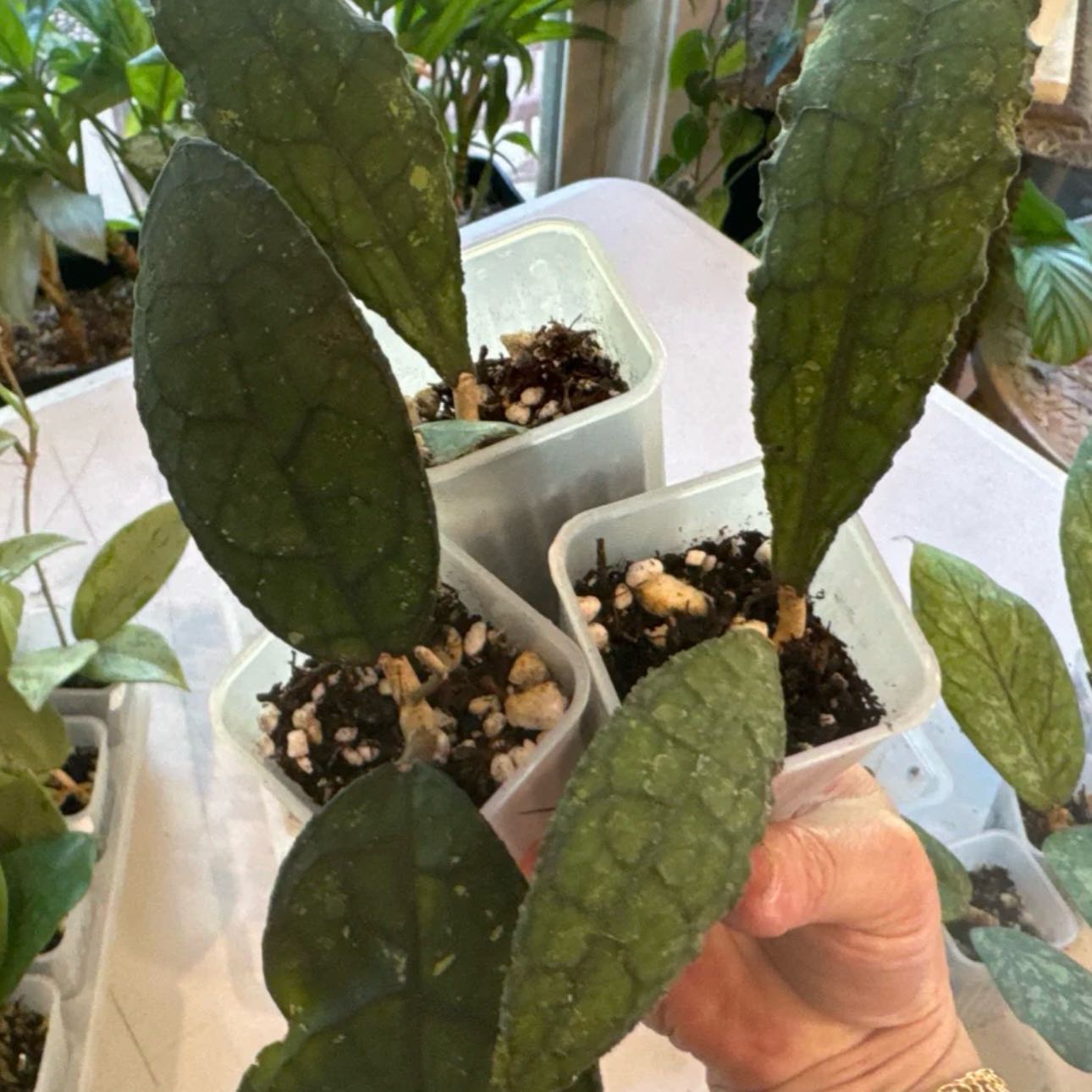 Photo of the plant species Hoya Clemensiorum Crocodile by @Idplantthat named Zion on Greg, the plant care app