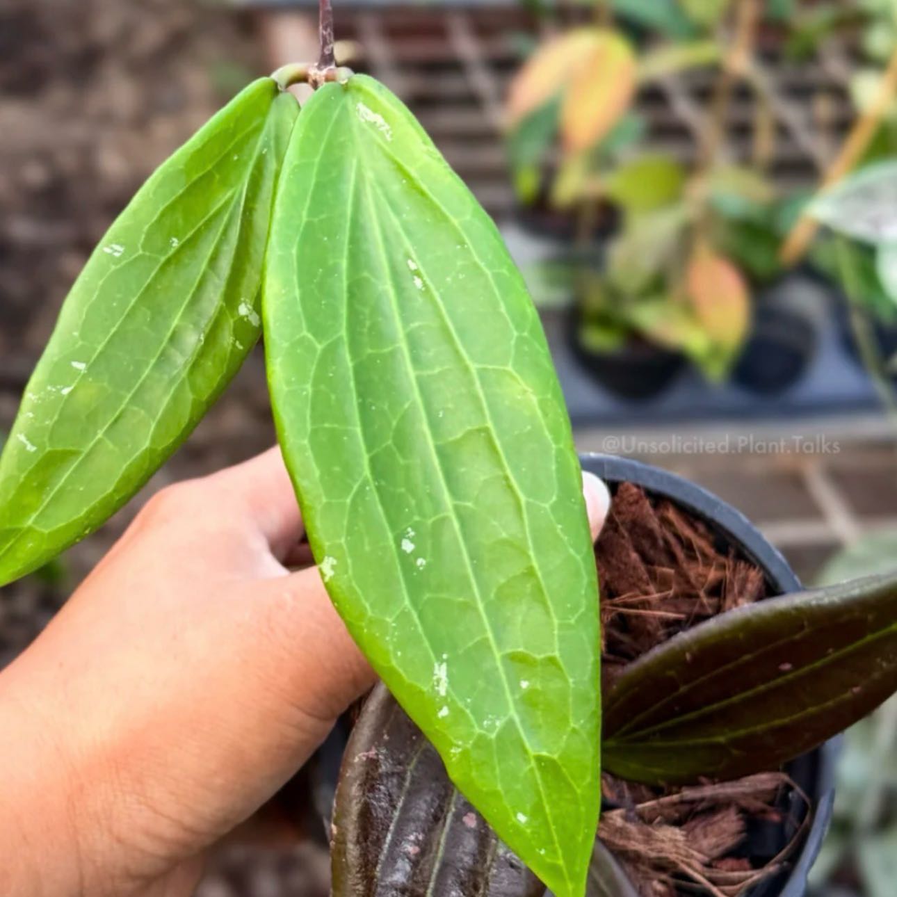 Photo of the plant species Hoya Megara by @Idplantthat named Kendall on Greg, the plant care app