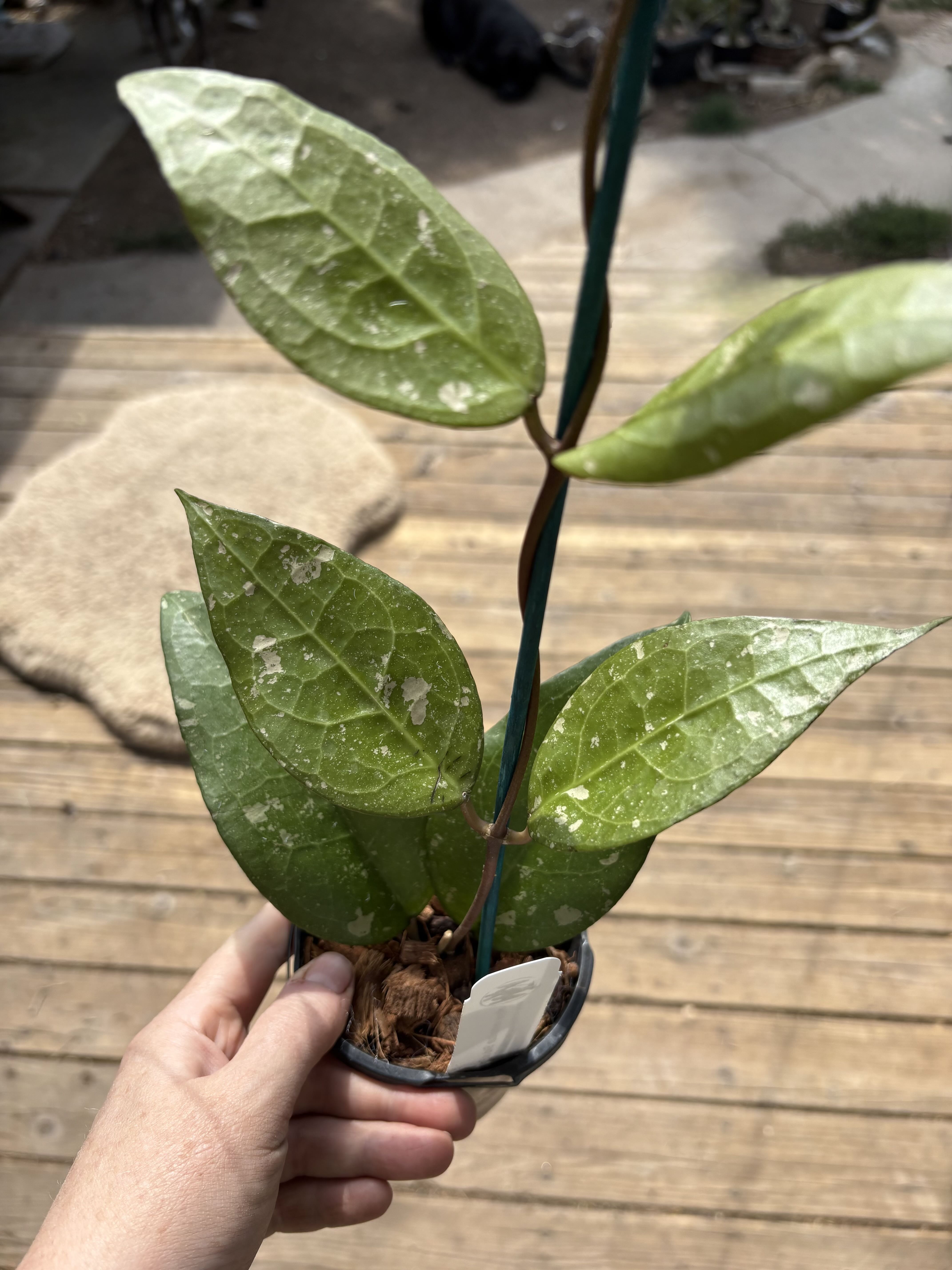 Photo from the post