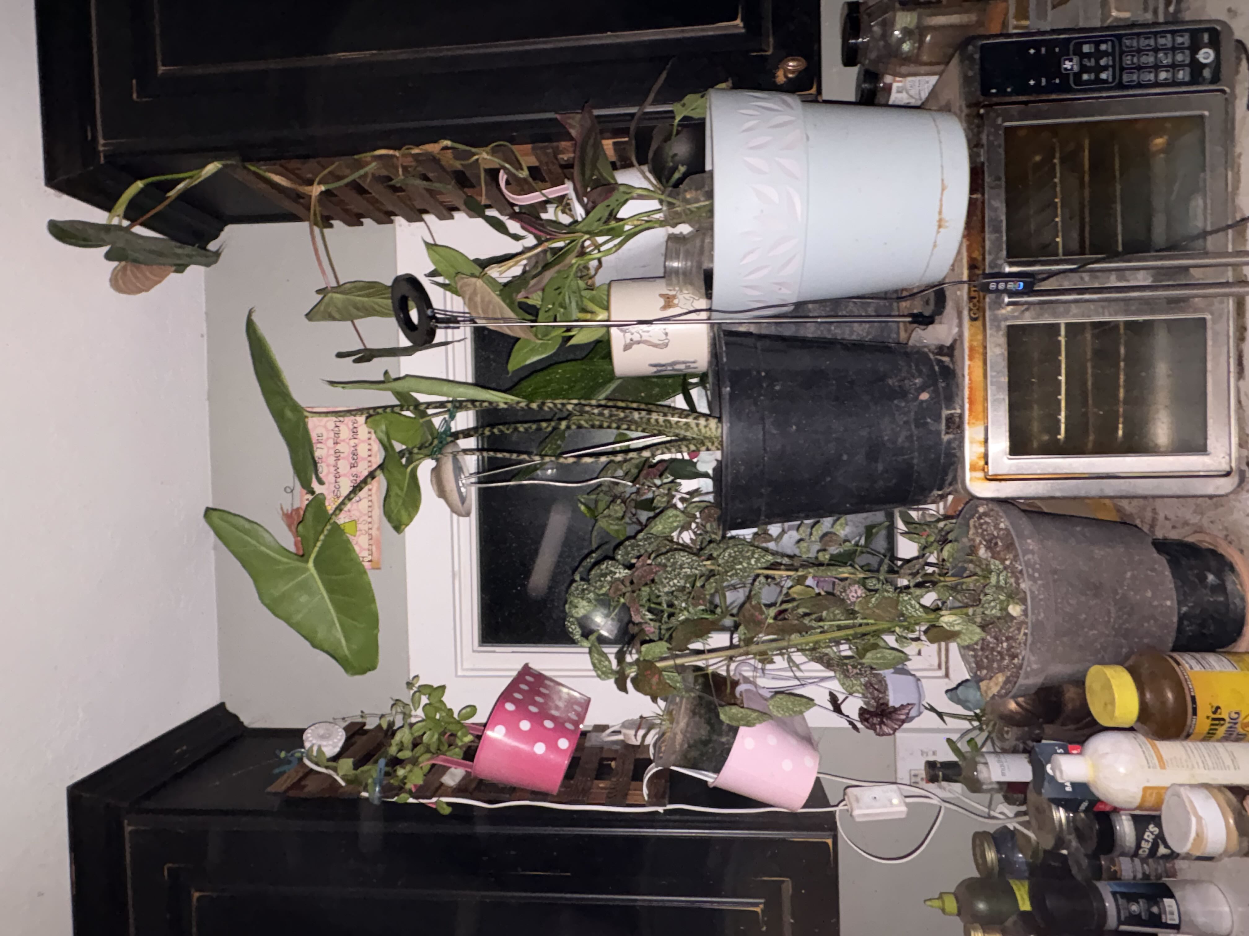 Photo from the post