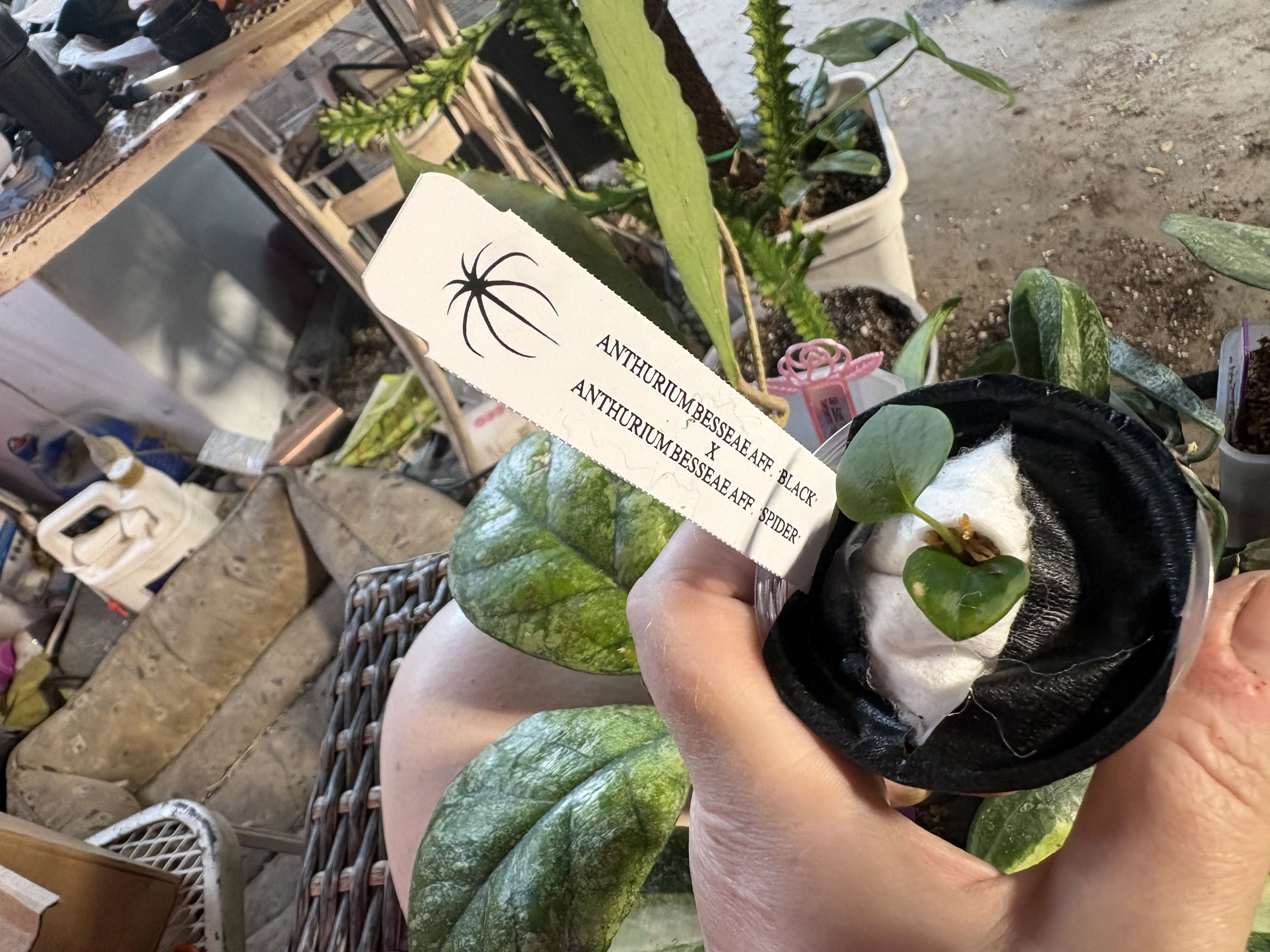 Photo from the post