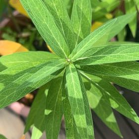 Photo of the plant species Swamp Milkweed by @GuruHoyaobovata named Luna on Greg, the plant care app