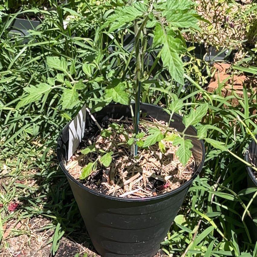 Photo of the plant species Tomato 'Rapunzel' by @NewPlain84 named Treeyoncé on Greg, the plant care app
