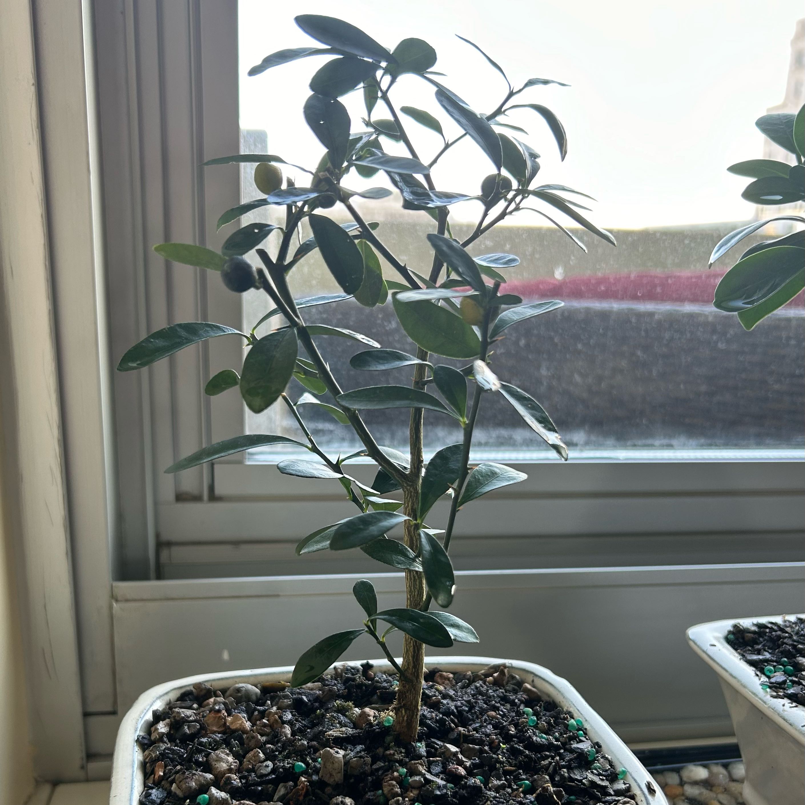 Photo of the plant species Hongkong kumquat by @NobleSteed named Mulan on Greg, the plant care app