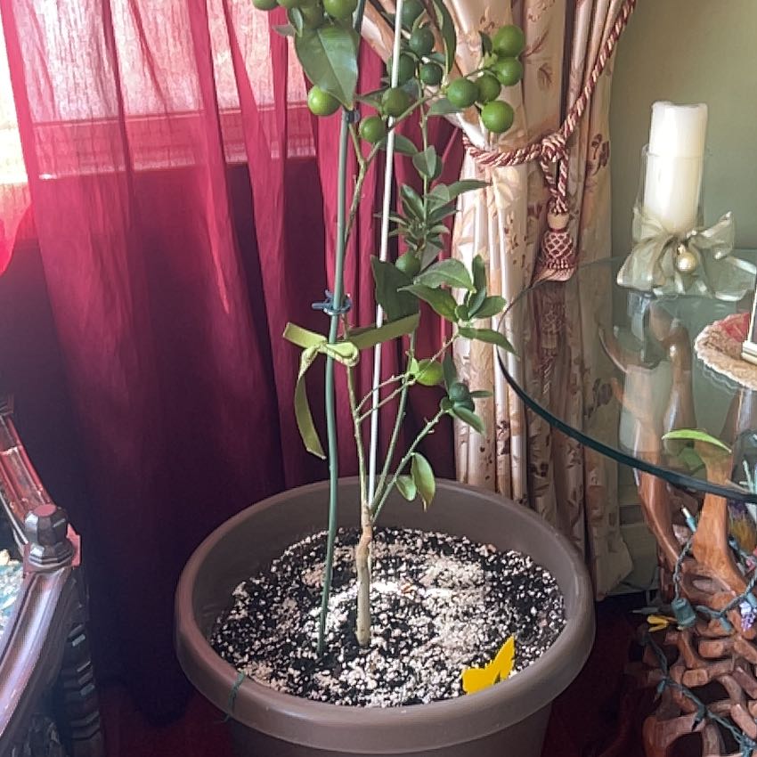Photo of the plant species Meiwa Kumquat by @Doublejeopardy named Beyonce on Greg, the plant care app