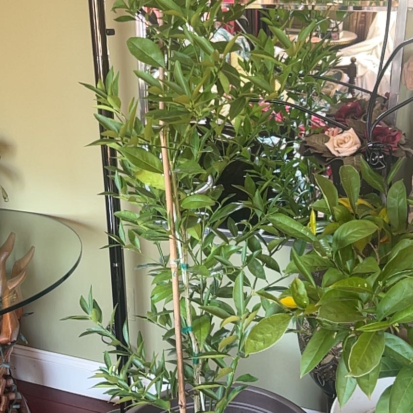 Photo of the plant species Meiwa Kumquat by @Doublejeopardy named Treeyoncé on Greg, the plant care app